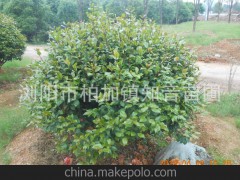 供應(yīng)茶花 茶花球 茶梅花 茶梅球及各類球類綠化苗木