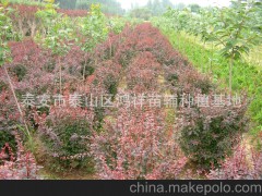 批發(fā)供應(yīng)》優(yōu)質(zhì)泰安的綠化苗木紅葉小檗球