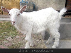 嘉祥致富養(yǎng)殖場屠宰羊 成品羊