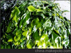 批發(fā)供應(yīng) 新鮮水產(chǎn)品 藻類 海帶 歡迎訂購