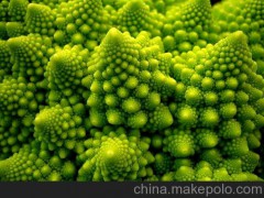 速凍凍煮寶塔花菜  有機(jī)蔬菜 大量批發(fā)