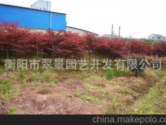 高質(zhì)量供應 落葉喬木系列 精選上等紅楓 品種優(yōu)異 價格從優(yōu)