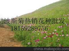 供應湖南懷化婁底湘西土家攀爬植物 葛藤 紫藤 油麻藤 爬山虎批發(fā)