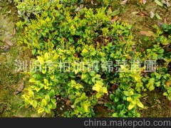 常綠灌木或小喬木 金森女貞 小區(qū)工程綠化