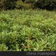 常年低價(jià)銷售常綠灌木法國(guó)冬青/珊瑚樹(shù)