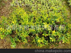 價格優(yōu)惠 園林植物 常綠灌木或小喬木 金森女貞 廠家直銷供應