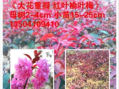 彩葉苗木新品種大花重瓣紅葉榆葉梅小苗
