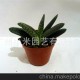 子寶 防輻射仙人類多肉多漿植物 小盆栽