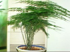 批發(fā)供應(yīng)優(yōu)質(zhì)文竹苗 室內(nèi)觀葉植物 竹類植物 四季常青盆栽花卉