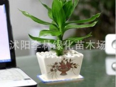 觀賞竹類 觀音竹 8元/株 水培水生水養(yǎng)辦公室內(nèi)盆栽植物 也可土培