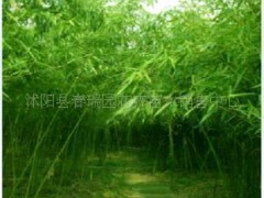 觀賞竹類(lèi) 剛竹