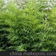 批發(fā)苗木竹類(lèi) 紫竹 毛竹 小青竹等等各種規(guī)格齊全