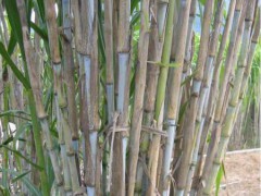 新型皇竹草種節(jié)批發(fā)_贈送牧草種植技術(shù)