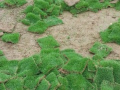 綠色產(chǎn)品供應(yīng) 人造草坪 人造草皮花草園林植物 專業(yè)生產(chǎn) 4