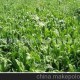 供應苦買菜種子牧草種子 批發(fā)各類牧草種子 草坪種子