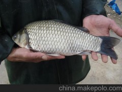 珠海宏發(fā)水產(chǎn)種苗基地供應(yīng)正宗豐產(chǎn)鯽魚苗