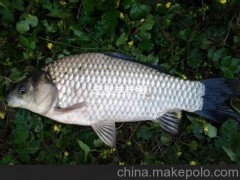 珠海宏發(fā)水產(chǎn)種苗基地--供應(yīng)正宗豐產(chǎn)鯽魚苗
