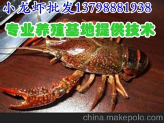 華鎣達(dá)州水產(chǎn)批發(fā)小龍蝦種苗價(jià)格,雅江新龍淡水龍蝦廠家