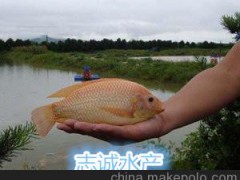 志誠水產(chǎn) 良種單性紅羅非魚種苗（彩虹鯛種苗）雄性紅羅非魚魚