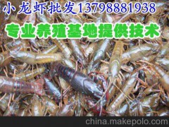 萬源達(dá)水產(chǎn)批發(fā)小龍蝦種苗價(jià)格,道孚白玉淡水龍蝦廠家