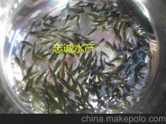 志誠水產(chǎn) 新一代吉富羅非魚種苗