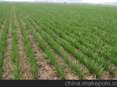 富生平韭三號(hào)袋裝250g蔬菜種子高產(chǎn)營養(yǎng)綠色熱銷10kg包郵韭菜種子