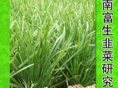 韭菜種子富韭10號(hào)F1袋裝250g高產(chǎn)營養(yǎng)韭菜種子綠色蔬菜種子