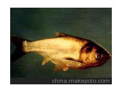 供應(yīng)鰱魚種苗