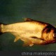 供應(yīng)鰱魚種苗
