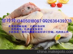 供應(yīng)雞腳環(huán)個性腳環(huán)白條冷鮮家禽腳環(huán)