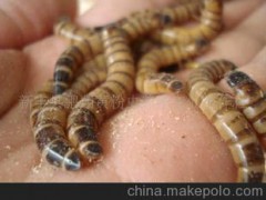 供應(yīng)水產(chǎn)飼料大麥蟲(chóng) 金龍魚(yú)銀龍魚(yú)等貴重水產(chǎn)養(yǎng)殖飼料