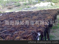 廠家直供，印尼馬尾藻，水產(chǎn)動物飼料，質(zhì)優(yōu)價廉。