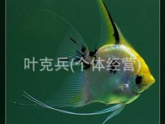 觀賞魚養(yǎng)殖場批發(fā)熱帶淡水觀賞魚、神仙魚