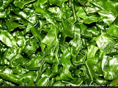大批量供應(yīng)新鮮水產(chǎn)品 藻類 優(yōu)質(zhì)海帶結(jié)