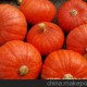 南瓜 昌樂蔬菜 昌樂合作社 農(nóng)興蔬菜