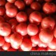 番茄 洋柿子 昌樂蔬菜 昌樂合作社 豐谷蔬菜
