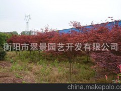 園林綠化工程苗木 落葉喬木系列 精選上等紅楓 歡迎前來選購