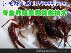 雅安巴中水產(chǎn)批發(fā)小龍蝦種苗價(jià)格,理塘德格淡水龍蝦廠家