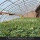 綠化工程月季苗批發(fā) 云南種苗公司 云南花卉種苗基地 花卉種子