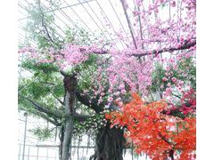 古典精美景色——各種園林景觀、假山假樹