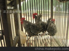 大量供應(yīng)生態(tài)放養(yǎng)蘆花雞