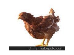 供應(yīng)海蘭褐雞苗 海蘭褐青年雞