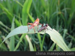 特種養(yǎng)殖 綠色食品 營養(yǎng)價(jià)值高 特色產(chǎn)品節(jié)日禮品 螞蚱蝗蟲