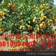 超低價(jià)特供 大果脆皮金桔果樹苗木 金桔果樹 果樹苗木批發(fā)