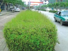 倭形竹，竹類植物，竹子，沭陽錦上園林綠化中心