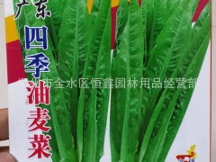 批發(fā)零售各種蔬菜種子 廣東四季油麥菜