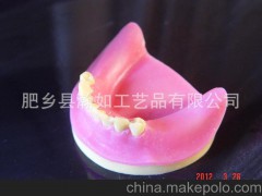 種植練習(xí)模型 －供應(yīng)缺失牙軟牙齦種植練習(xí)模型