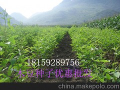 湖南灌木種子 樹木種子的價(jià)位