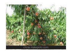 2014西紅柿爛根死棵 果小丑陋 蔬菜有機肥 經(jīng)濟高效