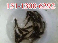 凱澤水產(chǎn)出售廣東湛江七星魚苗（花星魚苗）批發(fā)，各種優(yōu)質(zhì)水產(chǎn)種苗